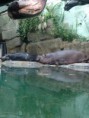 /album/zoo-praha-8-a/a1800347-742754069079749-831118737094652481-n-jpg/