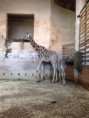 /album/zoo-praha-8-a/a1902716-742754349079721-7181500476988142796-n-jpg/