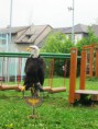 /album/dravci-na-zs/img-2113-jpg/