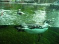 /album/zoo-praha-9-a-a-6-a/p1010311-jpg/