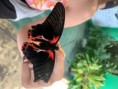/album/vystava-exotickych-motylu-v-botanicke-zahrade-v-troji/img-5992-jpg/